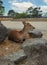 A young deer chilling on the rocks in the Nara city park, Japan