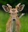 Young deer eating