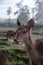 Young Deer or Fawn With Curious Smiling Face on Summer Misty Morning