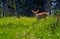 Young deer fawn in a forest meadow