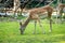 .Young deer and fawn grazing on lush green lawn in park