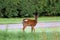 Young deer in the grass