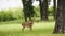 Young deer in grass with trees