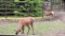 Young deer graze in a paddock