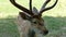 Young deer graze on pasture. Deer antlers.