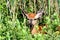 A young deer looking out from the brush