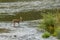 Young deer near river\'s edge.