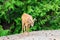 Young deer near the road. Summer wildlife landscape with a relaxed wildlife in nature