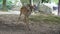 Young deer near Todaiji in Nara, Japan