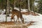 Young Deer (Omega Park of Quebec)