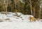 Young Deer (Omega Park of Quebec)