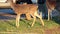 Young Deer In Park Parking Lot On Lawn