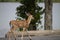 Young deer in parking lot at a recreation area with lake