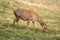 Young deer pasturing on grass slope, Black Forest, Germany