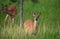 Young Deer Peering Through Blades of Grass