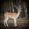 Young deer posing in the forest