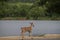 Young deer at recreation area with lake