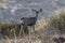 Young Deer Rocky Peak Park California