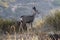 Young Deer at Rocky Peak Park California