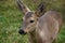 Young deer in the Siberian reserve