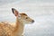 Young deer sitting on the road