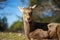 The  young deer sitting under the tree in the park