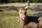 The  young deer sitting under the tree in the park