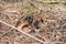 Young Deer Sleeping under Small Spruce in Forest