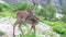 Young deer stand alone among the beautiful mountains