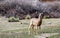 Young deer standing on a front yard