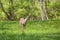 Young deer in a suburban backyard