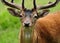 Young Deer Surrounded By Flies On Ruegen Island Germany