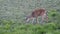 a young deer with velvet antlers grazing at hurricane ridge in the olympic national park