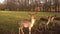 Young deer walks. Red deer in the forest and during the rut. A deer with large antlers close-up