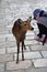 A young deer watches with interest