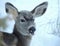 A young deer with winters heavy coat has frost on her face and snout.