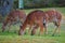 Young deers are eating the grass Stock Photo Stock Images Stock Pictures