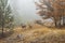 Young deers in fogging forest