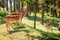 Young deers in forest at sunny day in summer, Poland