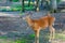 Young deers on the forest woods