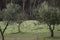 Young deers running on a green rural field