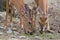 Young Deers With Velvet Antlers