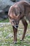 Young Defassa Waterbuck