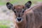 Young Defassa Waterbuck