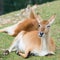 Young defassa waterbuck deer