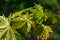 Young delicate leaves of maple