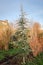 Young Deodar cedar Cedrus deodara tree at a tree nursery in Boskoop, Holland