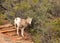 A Young desert big horned sheep contemplating a jump from a high ledge of red sandstone