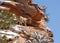 A young desert big horned sheep stands on a high rocky sandstone ledge with snow in patches on the rocks