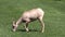 Young Desert Bighorn Ram Grazing